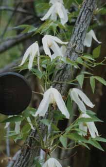 flower1.jpg (18707 bytes)